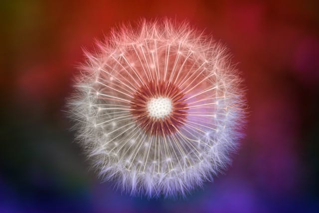 Colorful dandelion seed head, highlighting its delicate nature